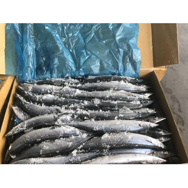 BRC High Protein BQF Frozen #3 Pacific Saury Fish