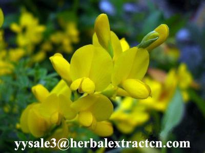 DMF Cytisine 98% HPLC, Baptitoxine, Sophorine, CAS: 485-35-8, White or PALE yellow powder,manufacturer,Shaanxi Yongyuan