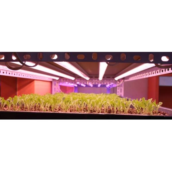 Horticulture Waterproof LED Grow Lights , AC220v Commercial LED Grow Lights