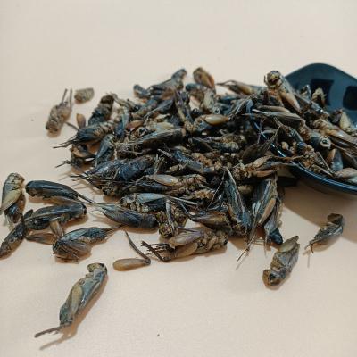 High Protein Dried Crickets Crispy Taste 12 Months Shelf Life