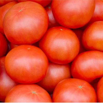 500kgs pela linha de processamento da pasta de tomate da hora de aço inoxidável