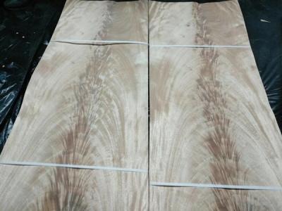 0.6mm thickness Mahogany, African Khaya Crotch Wood Veneer for Furniture Usage