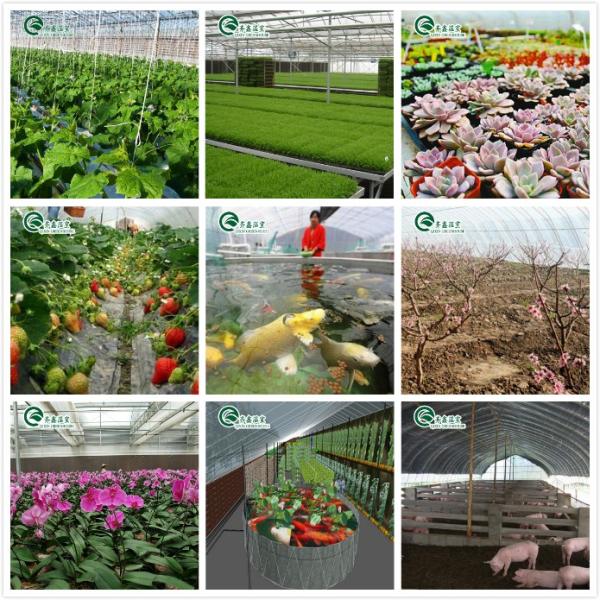 Large Steel Greenhouse Structure Shed Design With 150/200micro PE Film Covering