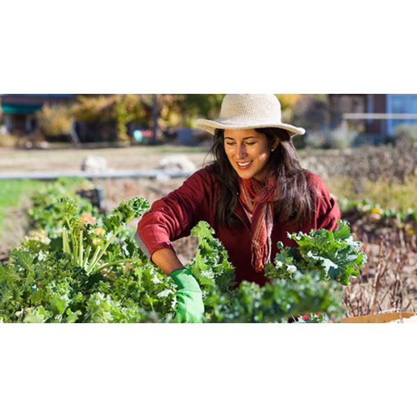 40% amino mais o extrato Foliar da planta do adubo estimulam o crescimento da raiz