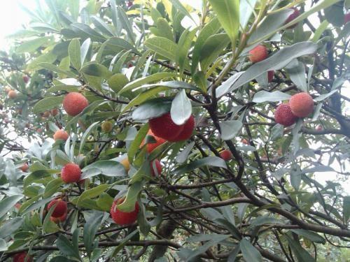 Bayberry bark Extract, Myrica rubra extract, CAS No: 529-44-2, natural ingredient Myricetin
