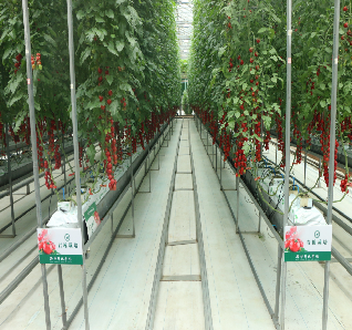 Substrate Cultivation Outdoor Hydroponics Greenhouse Weather Resistance
