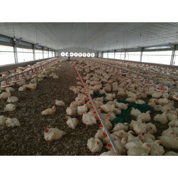 Full Automatic Broiler Ground Raising Equipment with Hot-Dip Galvanized Chicken House System Customizable for Poultry Farming