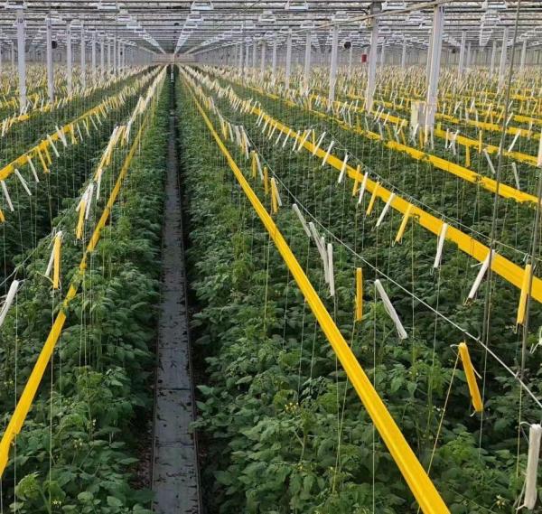 Maximize Your Tomato Yield with Anti-Drip Technology Greenhouse and Temporary Heating