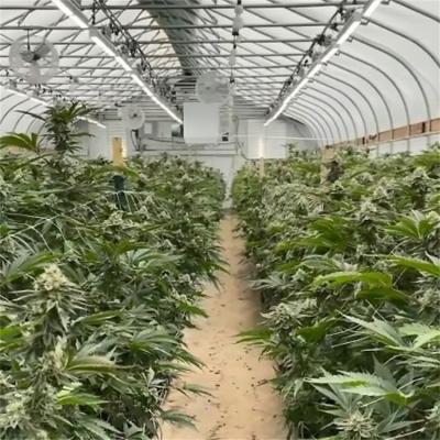 100% Shade Net Tunnel Agriculture Black Film Privation de lumière Serre Blackout