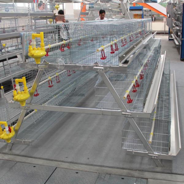 A Type Broiler Chicken Cage System Automatic Chick Breeding Cages 144 Birds