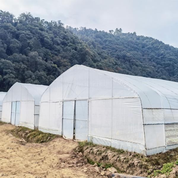 O fruto tropical galvanizado quente da armação de aço cresce estufas comerciais da estufa para a venda