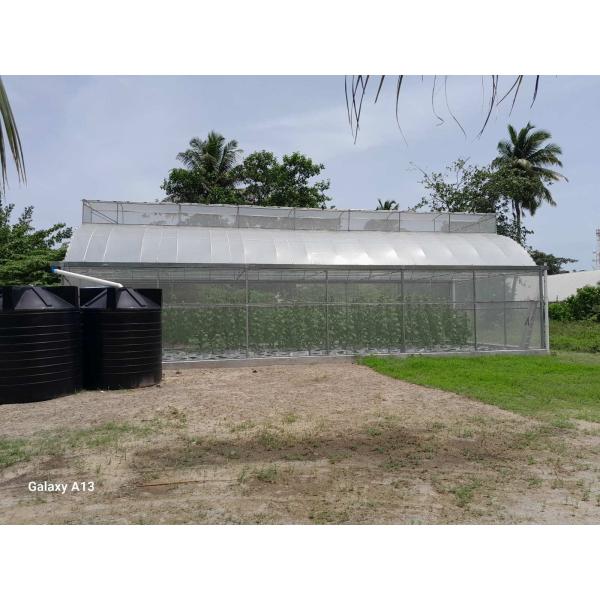 Metal Frame Covered Outdoor 6x15m Agricultural Commercial Green House Umbrella Roof Vent Greenhouse With Ventilation