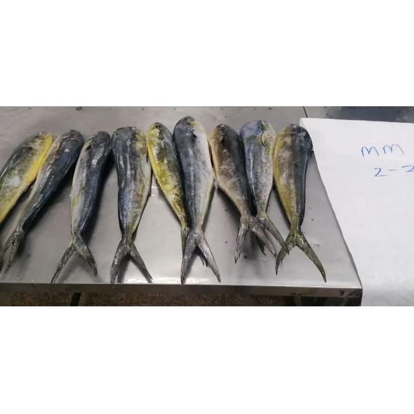 Line Caught Frozen Mahi Mahi Frozen Mahi Mahi Fillets Contains Fish Ideal for Culinary Professionals and Seafood Markets