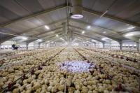 Structure en acier galvanisé de type fermé, poulailler commercial contrôlé par l'environnement