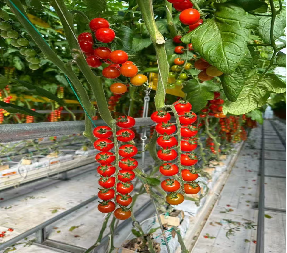 Kit de serre de plantation de tomates complet de bricolage avec cadre en acier à chaud PE / couvercle en verre