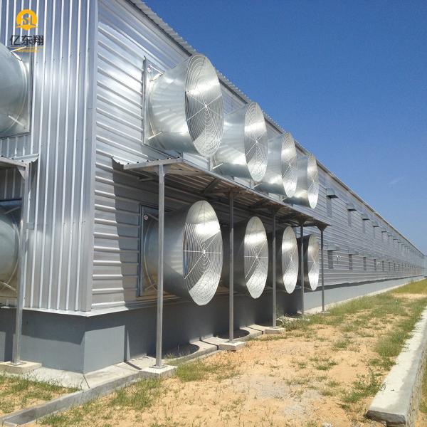 Estructura de acero de granja personalizable Casa de aves Galvanizada para ventilación automática