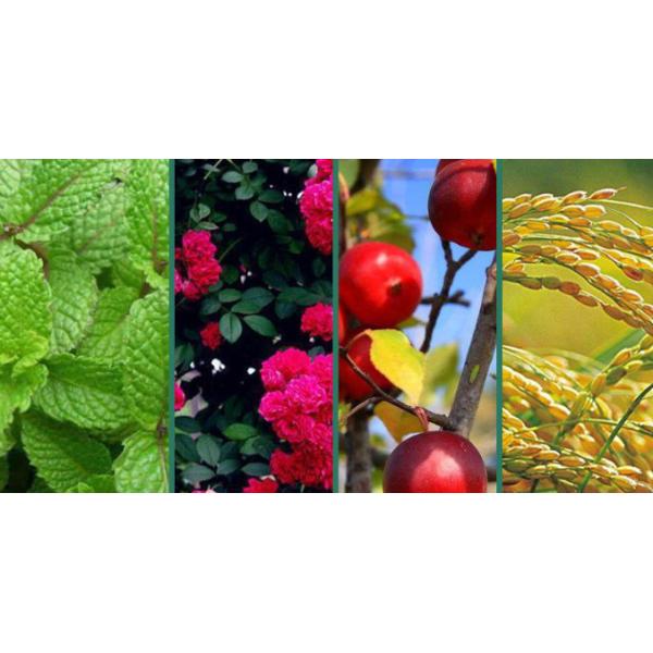 Wheat /  Corn and Cotton Use NPK 20-20-00  Npk Fertilizer Granule Agricultural Fertilizer  Organic Fertilizer NPK 20-20-00