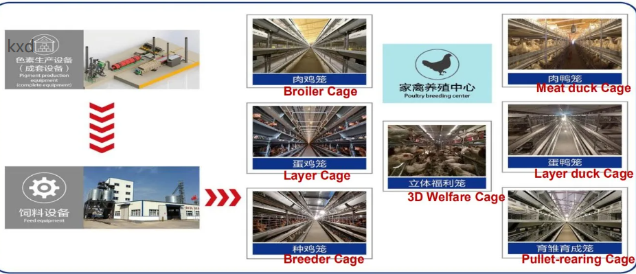 Hot-dip Galvanized Automated Manure Removal Cage Poultry Equipment with Easy Installation and Corrosion Resistance