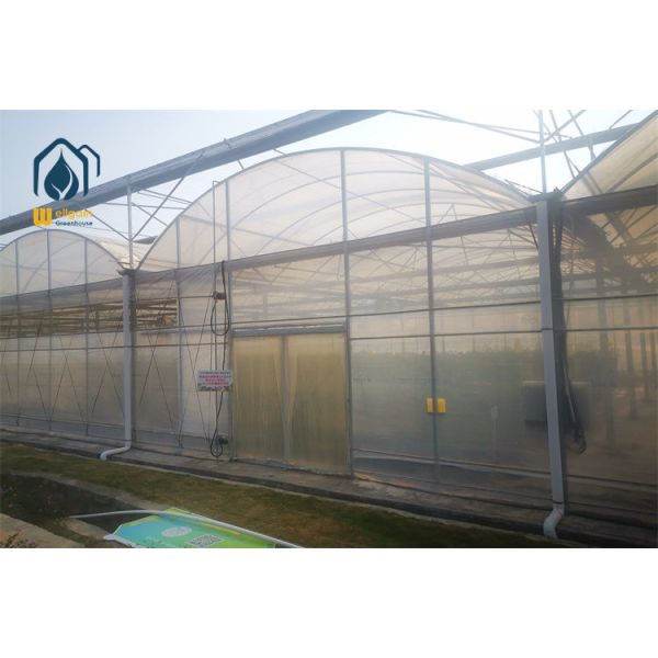 Diffused Light Polyethylene Film Multi Span Greenhouse with Anti-Drop Coating WELLGAIN Agricultural Greenhouse Solution