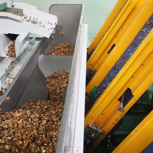 Deep Learning Nut Kernel Color Sorting Equipment Multi-Angle Camera 8 Lane High Throughput Walnut Classifier with SS 304