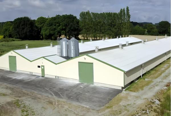 Custom Steel Poultry House with Automatic Feeding & Drinking Systems