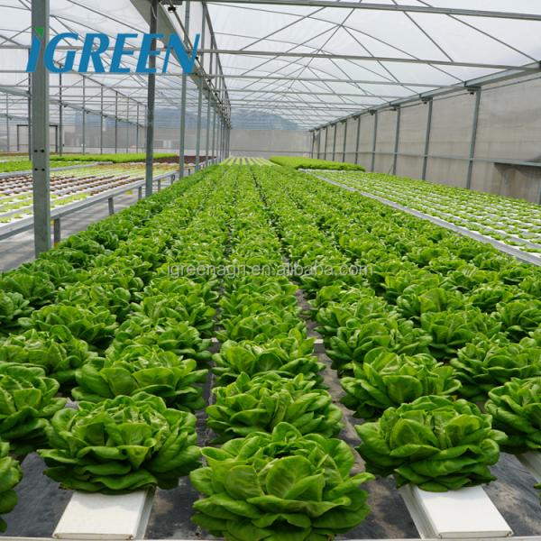 Commercial NFT Hydroponics System Single Layer