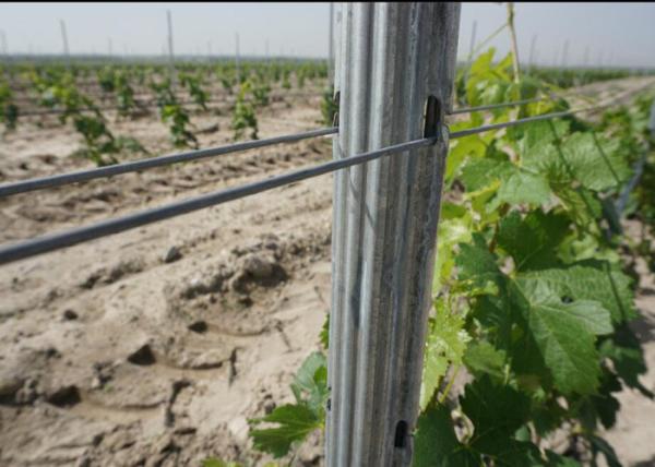 Zinc Coated 275G Metal Line Vineyard Posts With 1.5MM Thickness And Long Life