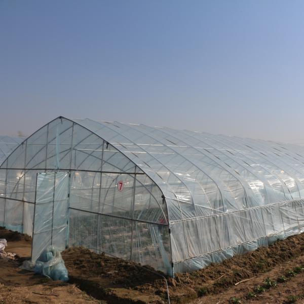 Invernadero plástico del túnel chino al aire libre del arco transparente para el cultivo