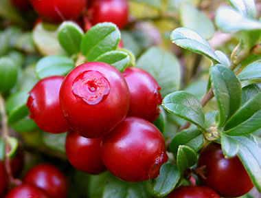 OEM/ODM Hot Selling Economical Bulk IQF Frozen Lingonberry High Demand IQF Frozen Fruit