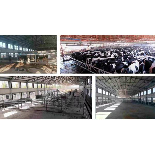 Granjas de ganado de acero fácil de instalar Edificio de granja de vacas prefabricado