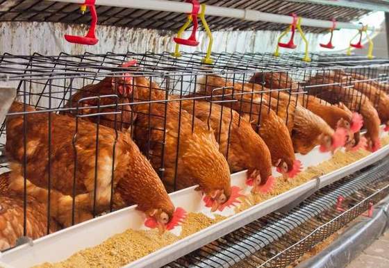 Single Phase Electric Small 100kg/H Chicken Feed Pellet Machine