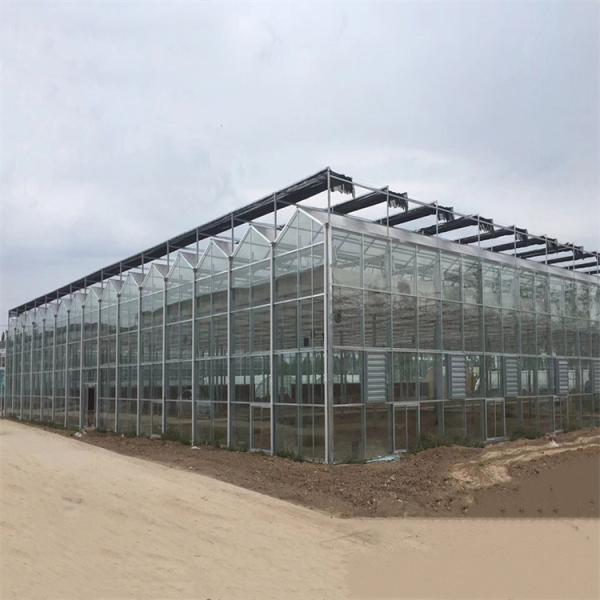 Tempered Glass Panel Venlo Type Greenhouse Multispan For Vegetables Hydroponic
