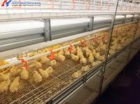Equipo automático de gallinero tipo H