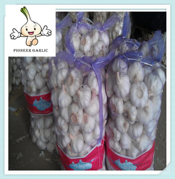 Wholesale Best Quality China Garlic Price China Fresh Pure White Garlic