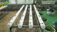 Sistema hidropónico Soilless auto amistoso de ECO para las verduras frondosas