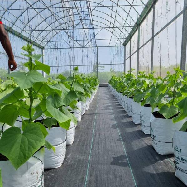 Metal Frame Covered Outdoor 6x15m Agricultural Commercial Green House Umbrella Roof Vent Greenhouse With Ventilation