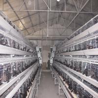10000 le matériel en acier SONCAP de l'équipement Q235 de cage de poulet de batterie de couche d'oeufs a énuméré
