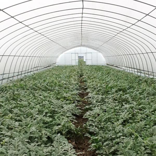Extensão única Filme PE de 150/200 mícrons Filme plástico Estufas Agricultura Vertical