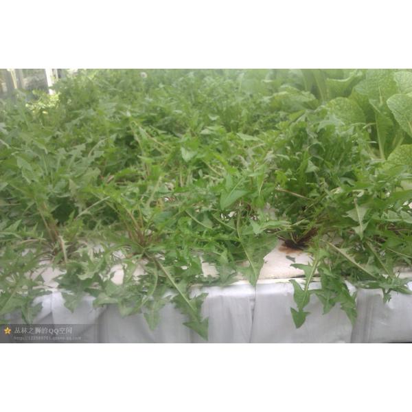 New arrival Hydroponics NFT Greenhouse System with PVC Pipe growing Kits Indoor and Garden