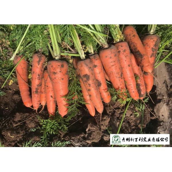 HACCP / GAP Standard Fresh Organic Carrots Own Plantation Supply To Supermarket