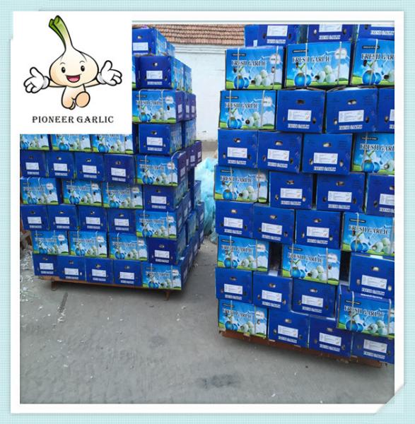 Wholesale 2016 Harvest Normal White garlic Price Shandong Super White Garlic Price 5.0CM