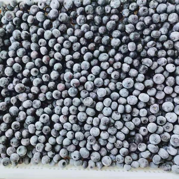 Venta al por mayor de Chinese Iqf Frozen Berries IQF Frozen Blueberry para la exportación con buen precio