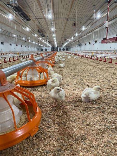 プリファブ 鉄製 鶏棚 鶏場 建築 仕様変更可能