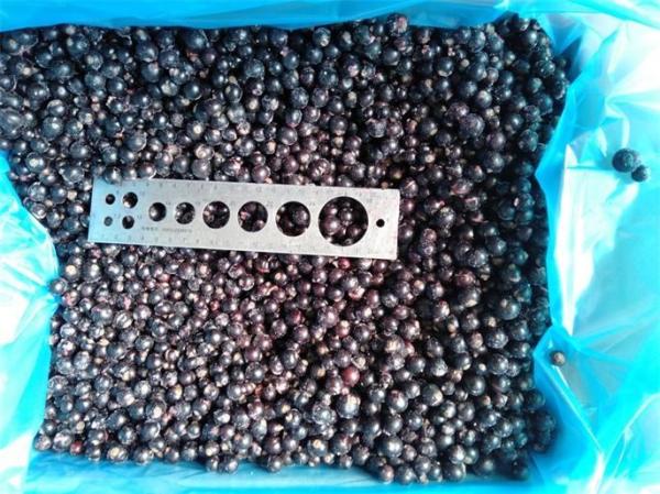 New Corp Top Quality Good Price IQF Frozen Black Currant Frozen Fruits