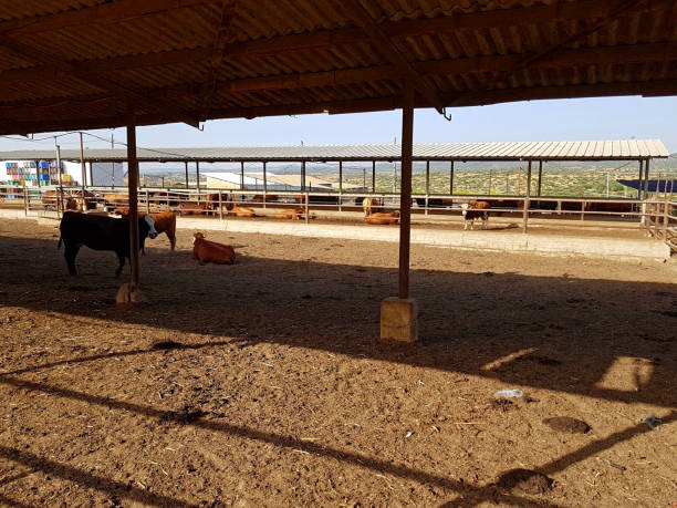 Heavy-Duty Steel Frame Beef Cattle Feedlot Shed with Natural Ventilation and Galvanized Coating