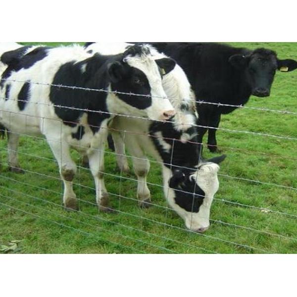 Hot Dip Galvanized Farm Mesh Fencing , Durable Farm Fence Panels