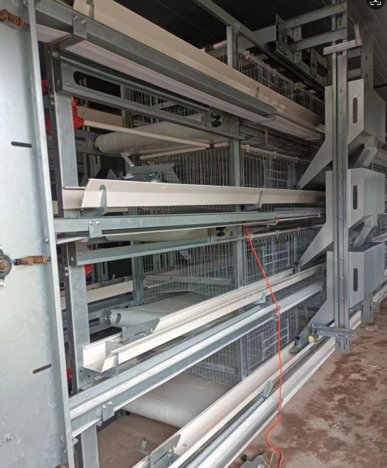 Hot-dip Galvanized Automated Manure Removal Cage Poultry Equipment with Easy Installation and Corrosion Resistance