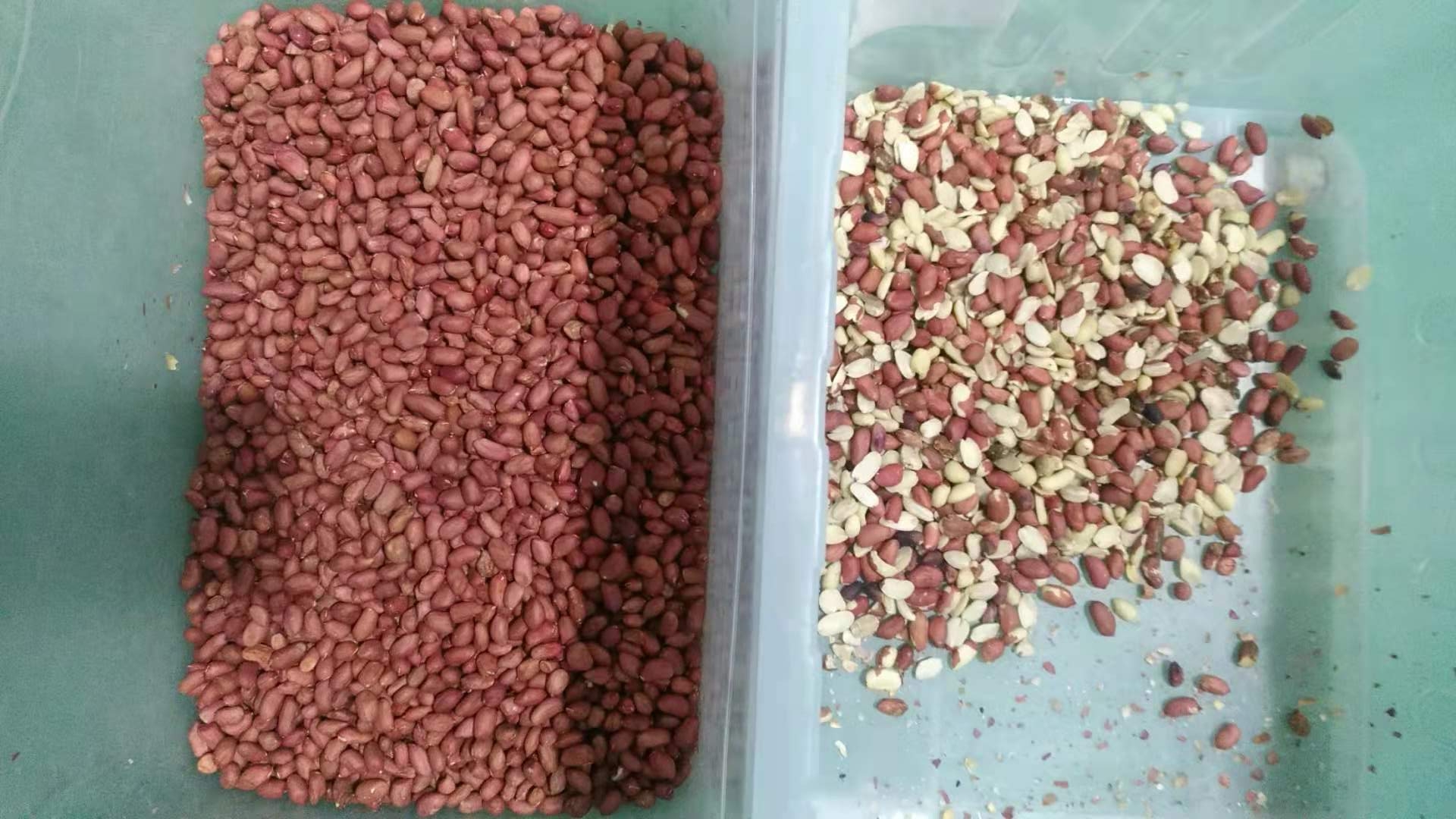 1 машина сортировщицы цвета арахиса арахиса парашюта на продаже