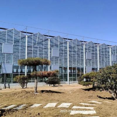 High - Tech Venlo Glass Greenhouse for Strawberry Hydroponics