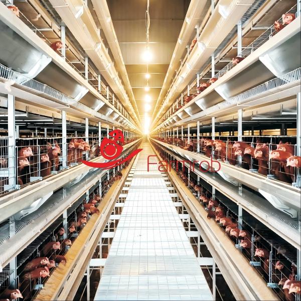 1800*650*450mm Sliding Door Layer Chicken Cage System The Perfect Solution for Poultry Farms